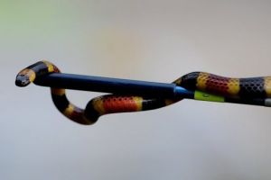 CAPTURAN UNA SERPIENTE CORAL EN UN APARCAMIENTO DE UN HIPERMERCADO FRANCÉS, NOTICIAS INSOLITAS