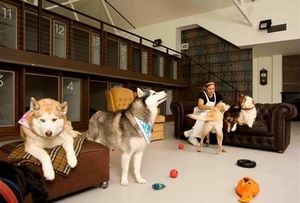 HOTEL DE LUJO PARA PERROS ABRE SUS PUERTAS EN NUEVA YORK, NOTICIAS INSOLITAS
