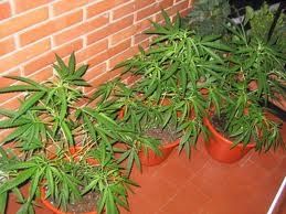 CULTIVABA MARIHUANA EN UNA IGLESIA, NOTICIAS INSOLITAS