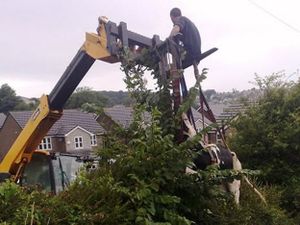 RESCATAN A UNA VACA QUE QUEDÓ ATRAPADA EN UN ÁRBOL, NOTICIAS INSOLITAS