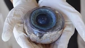 UN TURISTA QUE CAMINABA POR LA PLAYA ENCONTRÓ UN OJO DEL TAMAÑO DE UNA PELOTA DE ‘SOFTBALL’, NOTICIAS INSÓLITAS