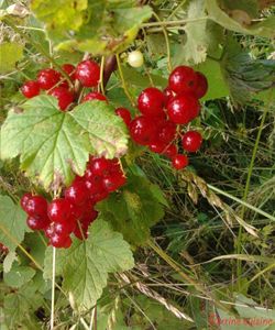 Confiture de groseilles