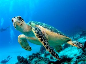 Les gilis de la tortue