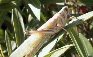 Madagascar a besoin de fonds pour lutter contre les criquets