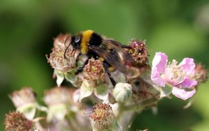 Nectar Of Nature : Rien Que du Greenwashing