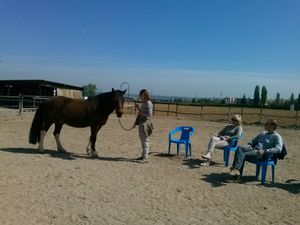 Osez découvrir le coaching facilité par le cheval