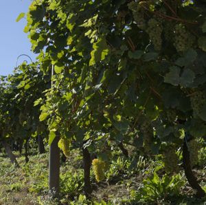 De la vigne... les belles grappes !