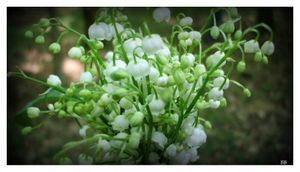 Vente de muguet le 1er mai : les informations à connaître