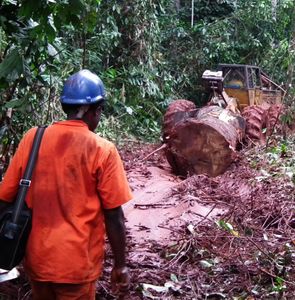 Cameroun. L'exploitation illicite du bois s'intensifie