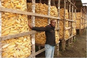 La mauvaise qualité des semences plombe la production