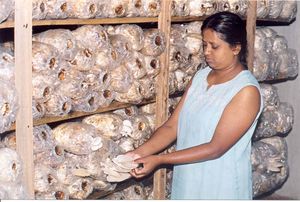 Dans certains pays, la culture du champignon prend de l'ampleur