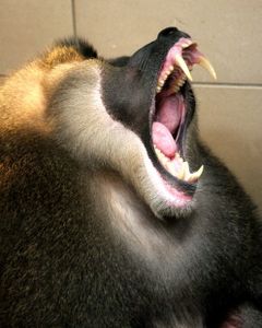 JOUR 2 (3ème) Toutes ces petites choses qui..... GRRR