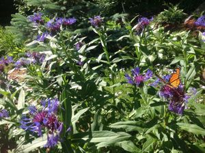 Les jardins d'Austin
