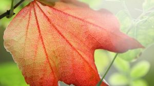 LES JOURNÉES D’AUTOMNE DU PCF 82