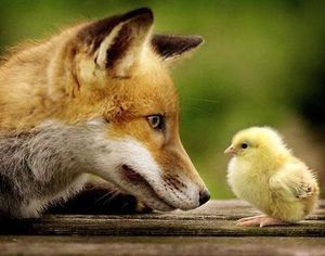 Métacognition de l'animal