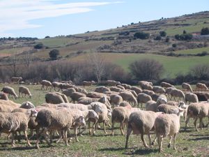 La tontocracia