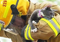 Policía queda atrapado en árbol por ayudar a gato