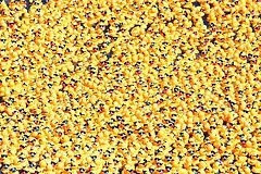 México: Carrera de 12.000 patitos de plástico.
