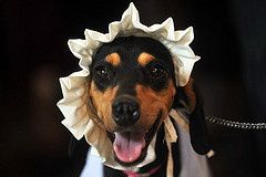 El 67% de América Latina, prefiere su mascota a su mejor amigo.