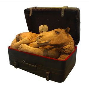 J'ai mis un chameau dans ma valise.