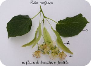 Récoltes ...