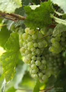 A la Vigne du Clos, le weekend prochain ?