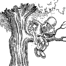 Arboriste grimpeur : plus qu’un métier, un art ….