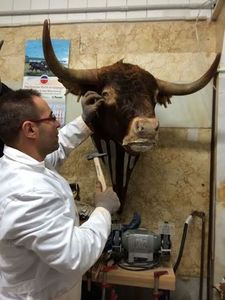 Taxidermia.
