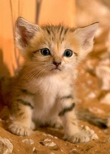 Quatre chatons des sables