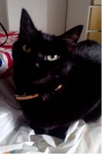 Mon chat Popette est une accro aux poches plastiques!