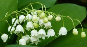Muguet: Attention danger!!!