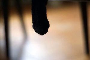 Chat-lu! Blog en vacances?