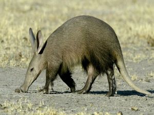 L'animale più sfigato della Terra
