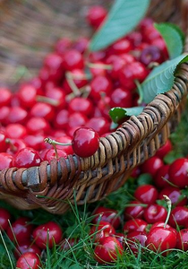 Un pique-nique par delà la colline : tarte aux cerises avec des croisillons