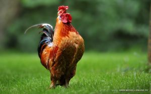 Petit guide de survie pour néoruraux