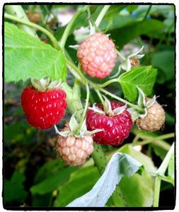 Gâteau Framboises Amandes