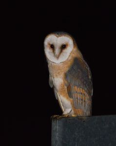 Si la nuit avait des ailes