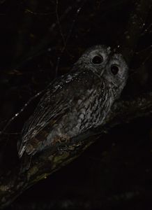 Si la nuit avait des ailes