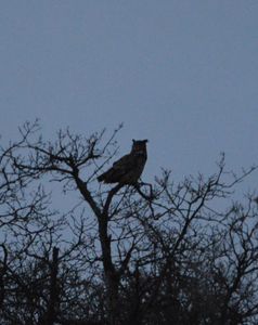 Si la nuit avait des ailes