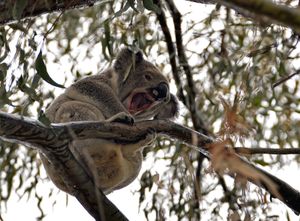 Ko ko ko, ko Koala