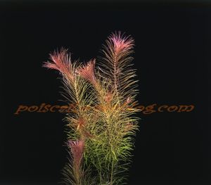 Rotala Wallichii