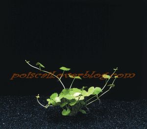 Hydrocotyle Leucocephala