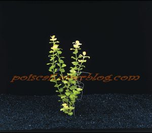 Lysimachia Nummularia Aurea