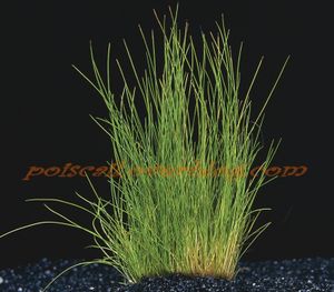 Eleocharis Acicularis