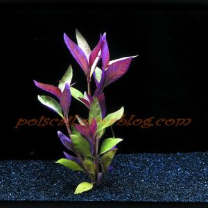 Alternanthera Lilacina