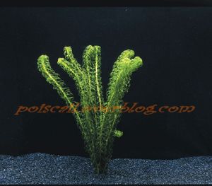 Lagarosiphon Major