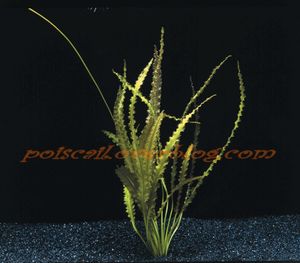 Aponogeton Crispus