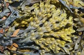 Le journal des plantes : un allié beauté