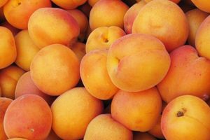 Poulet aux abricots