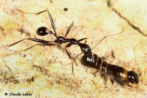 fourmis de Grèce